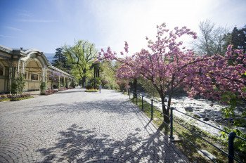 Immer einen "Frühlingsschritt" voraus: Die mediterrane Kurstadt Meran.