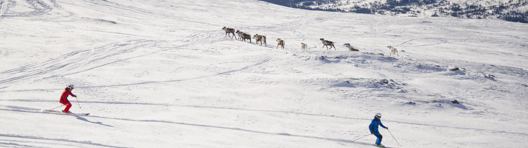 In Åre können dir auf der Piste schon mal Rentiere begegnen.