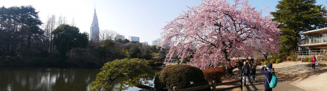 Frühlingswetter gibt es im Februar in Tokyo.