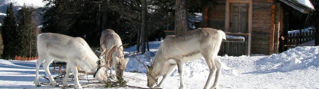 Im Hochpustertal lebt das einzige Rentierrudel Italiens