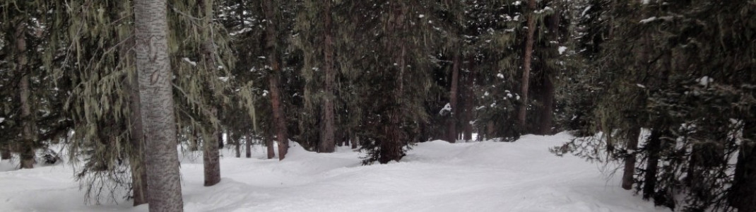 Tree-Skiing in Poet´s Glade!