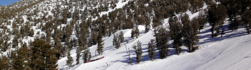 Die lichten Wälder im oberen Bereich des Skigebiets sind ideal für das Tree-Skiing.
