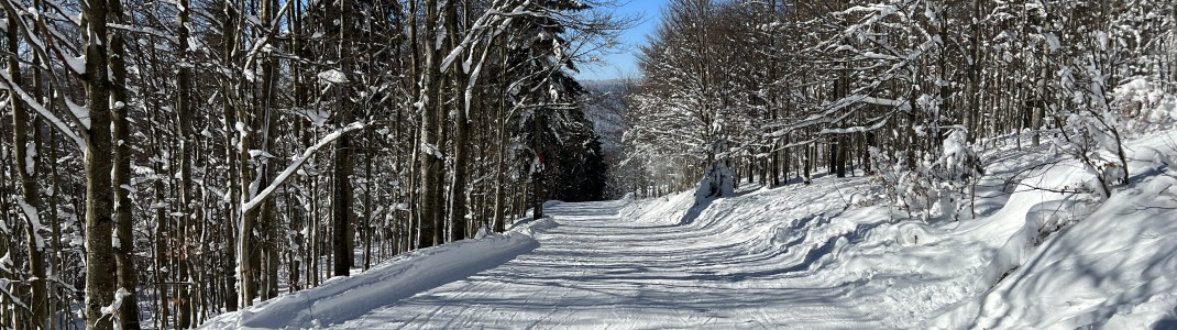 Die Route 10 führt durch den Wald vom Hochficht zum Reischlberg.