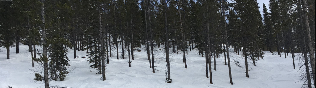 Hier kannst du dir deinen Weg durch die Wälder bahnen.