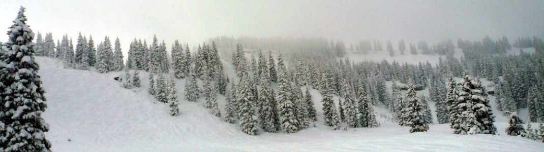 Tree-Skiing ist auch in Vail ein Riesenspaß!
