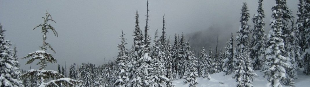 Tree Skiing im Bagel Bowl!