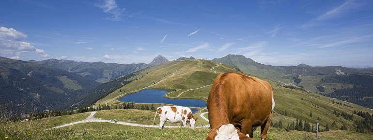 Sommerurlaub am Berg mieten