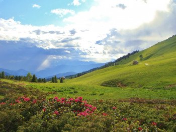 Alpenrosenblüte in den Dolomiten