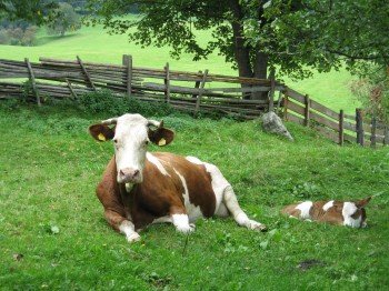 Biologisch geführte Landwirtschaft mit Rinderhaltung