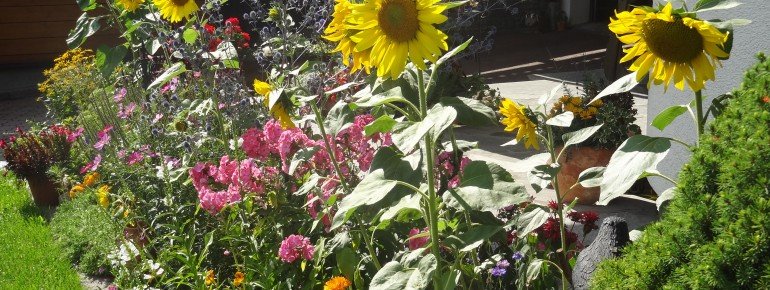 Impressionen aus dem Garten