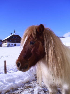 Im Winter mini Pony für Kinder