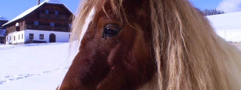 Im Winter mini Pony für Kinder