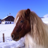 Im Winter mini Pony für Kinder