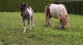 Mini Pony für Kinder
