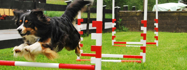 Hundespielplatz