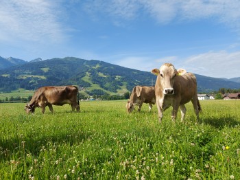 Das saftige grüne Gras schmeckt unseren Milchkühen