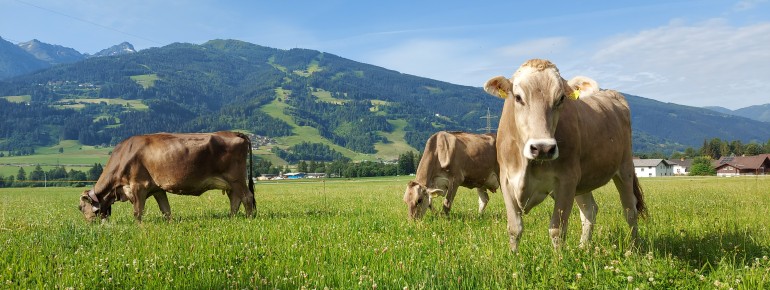 Das saftige grüne Gras schmeckt unseren Milchkühen