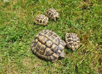 Unsere Schildkröten