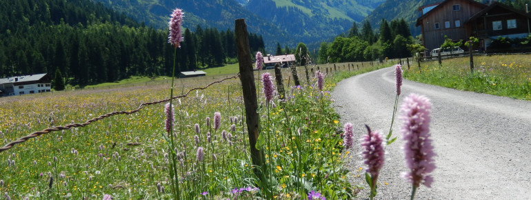 Wiesenblüte im Frühsommer