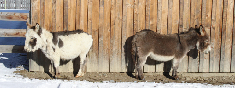 Nubi und Noah lassen sich von den Sonnenstrahlen verwöhnen