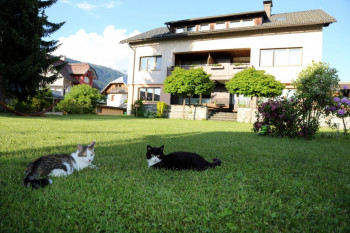 our cats - Haus Scheiblauer