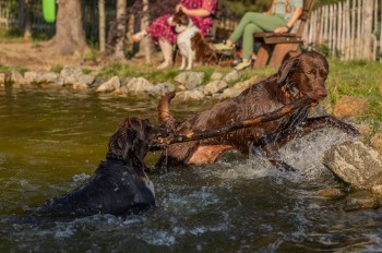 Hundebadeteich