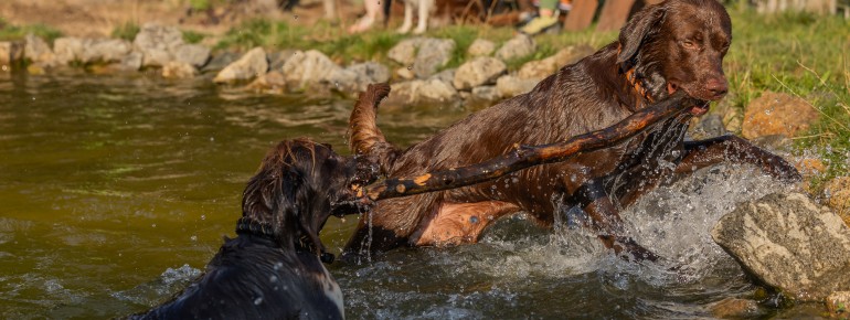 Hundebadeteich