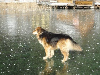 Winterurlaub mit Hund in Kärnten