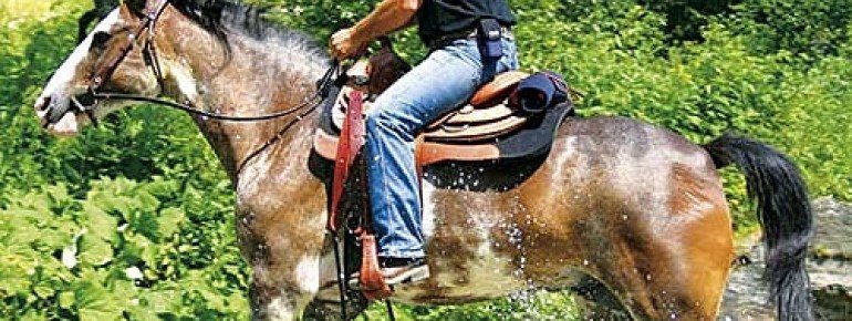 Western Horses mit professionellem Western-Reittrainer