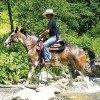Western Horses mit professionellem Western-Reittrainer