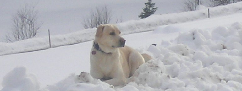 Trixie im Glück-endlich Schnee!