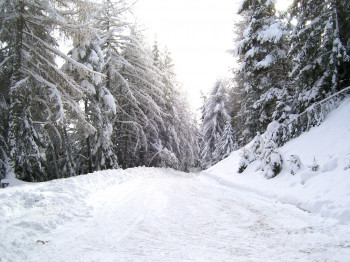 Waldwanderweg in Spinges