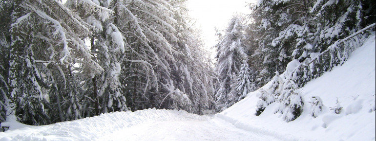 Waldwanderweg in Spinges