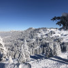 Bäume voller Schnee in der Mythenregion