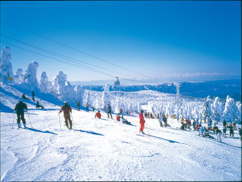 In Zao Onsen stehen zum Skifahren und Snowboarden 50 km Pisten zur Verfügung.