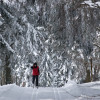 Langlaufen in Waldkirchens verschneiten Wäldern